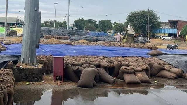 Punjab Paddy Procurement Hit by Heavy Rain; Red Alert in 7 Districts Punjab Paddy Procurement Hit by Heavy Rain; Red Alert in 7 Districts